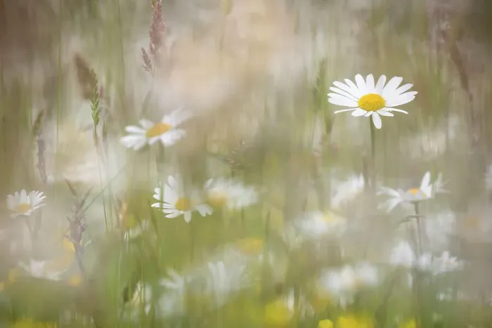 Framed Print : Oxeye daisies (Leucanthemum vulgare) in upland hay meadow, Northumberland National Park, UK, June Framed Print : Oxeye daisies (Leucanthemum vulgare) in upland hay meadow, Northumberland National Park, UK, June