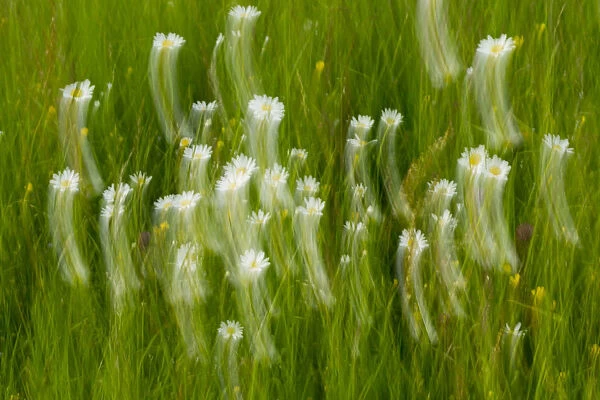 Oxeye daisy (Leucanthemum vulgare) abstract, Upper Lusatia Heath and Pond Landscape