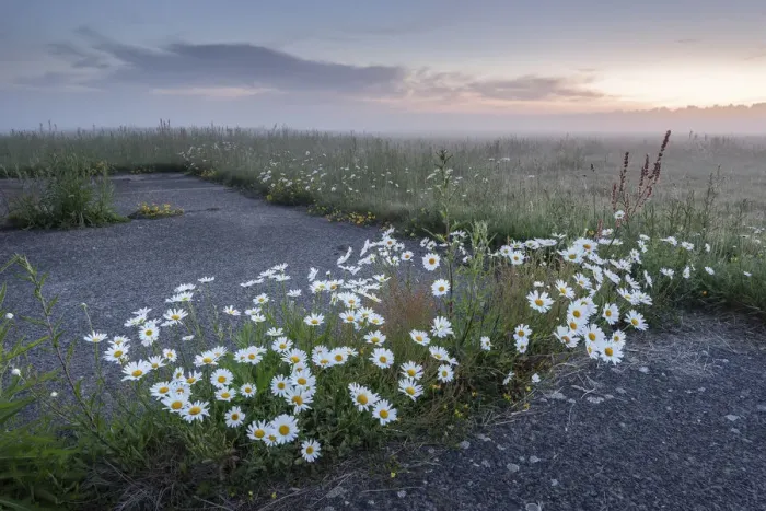 Framed Print : Oxeye daisy (Leucanthemum vulgare) growing amongst tarmac and at field edge Framed Print : Oxeye daisy (Leucanthemum vulgare) growing amongst tarmac and at field edge