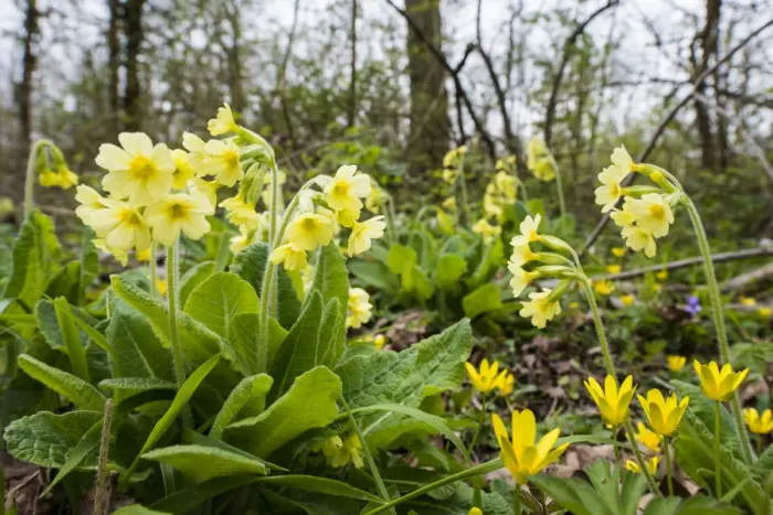 Framed Print : Oxlip (Primula elatior) growing in Shadwell Woods Reserve, Essex, England, UK, April Framed Print : Oxlip (Primula elatior) growing in Shadwell Woods Reserve, Essex, England, UK, April