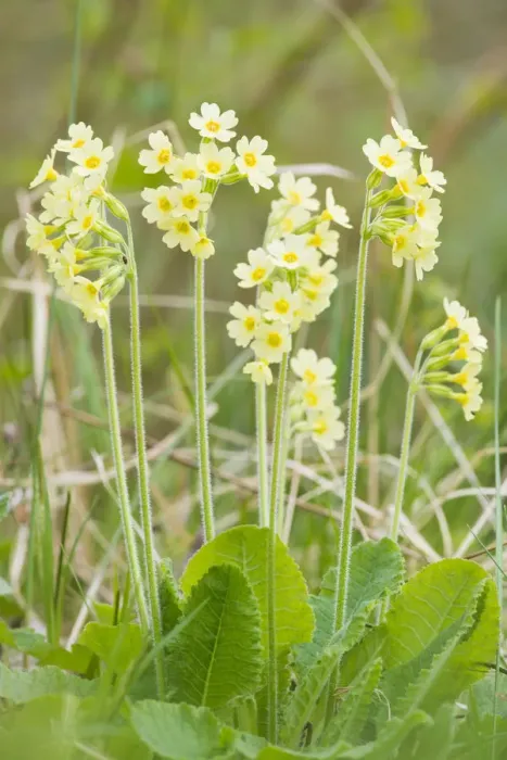Framed Print : Oxlip (Primula elatior) growing in Shadwell Woods Reserve, Essex, England, UK, April Framed Print : Oxlip (Primula elatior) growing in Shadwell Woods Reserve, Essex, England, UK, April