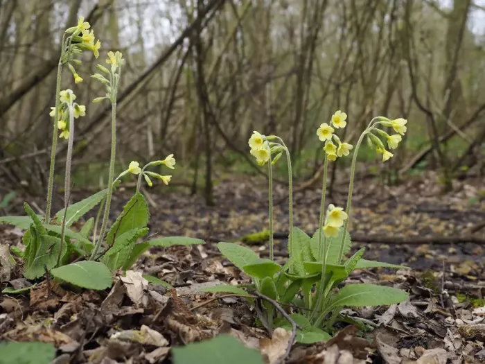Framed Print : Oxlips (Primula eliator) flowering in coppice woodland, a rare and important ancient Framed Print : Oxlips (Primula eliator) flowering in coppice woodland, a rare and important ancient