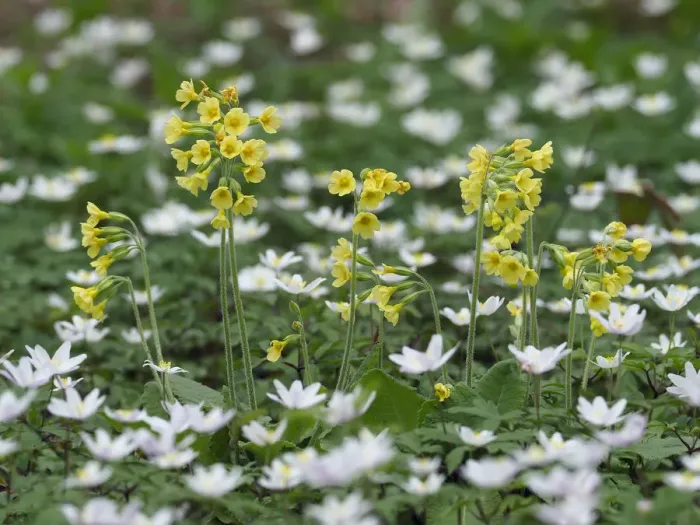 Framed Print : Oxlips (Primula eliator) Growing among Wood Anemones (Anemone nemorosa) good indicators Framed Print : Oxlips (Primula eliator) Growing among Wood Anemones (Anemone nemorosa) good indicators