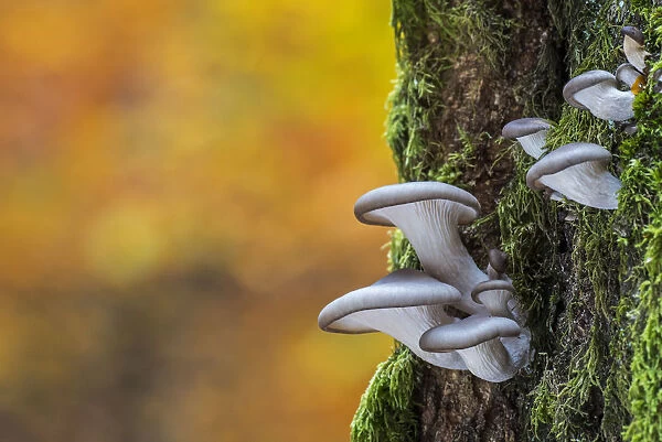 Oyster mushroom  /  Oyster bracket fungus (Pleurotus ostreatus) growing on tree trunk