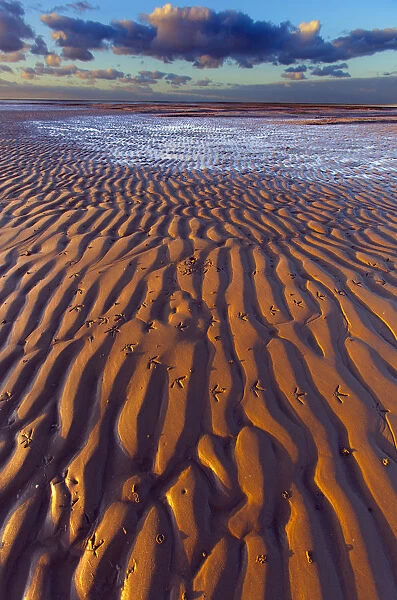 Oystercatcher (Haematopus ostralegus) footprints on sand at low tide, Norfolk, England, UK, November