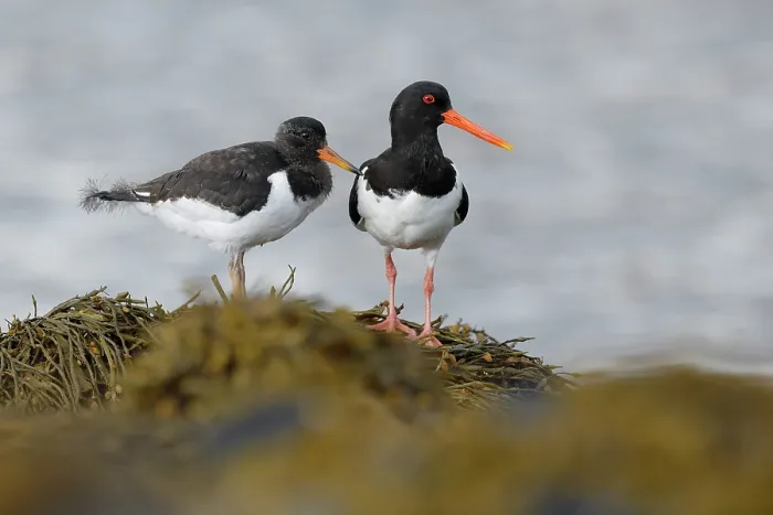 Framed Print : Oystercatcher (Haematopus ostralegus) with chick perched on rocks along the shore, Varanger, Norway. July Framed Print : Oystercatcher (Haematopus ostralegus) with chick perched on rocks along the shore, Varanger, Norway. July