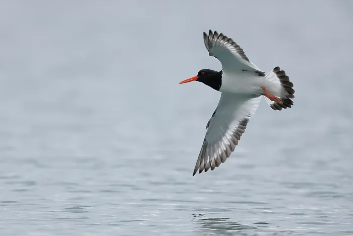 Framed Print : Oystercatcher (Haematopus ostralegus) in flight over water, Varanger, Norway. July Framed Print : Oystercatcher (Haematopus ostralegus) in flight over water, Varanger, Norway. July