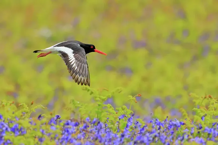 Framed Print : Oystercatcher (Haematopus ostralegus) in flight over wildflowers, Great Saltee, Saltee Islands, County Wexford, Republic of Ireland. May Framed Print : Oystercatcher (Haematopus ostralegus) in flight over wildflowers, Great Saltee, Saltee Islands, County Wexford, Republic of Ireland. May