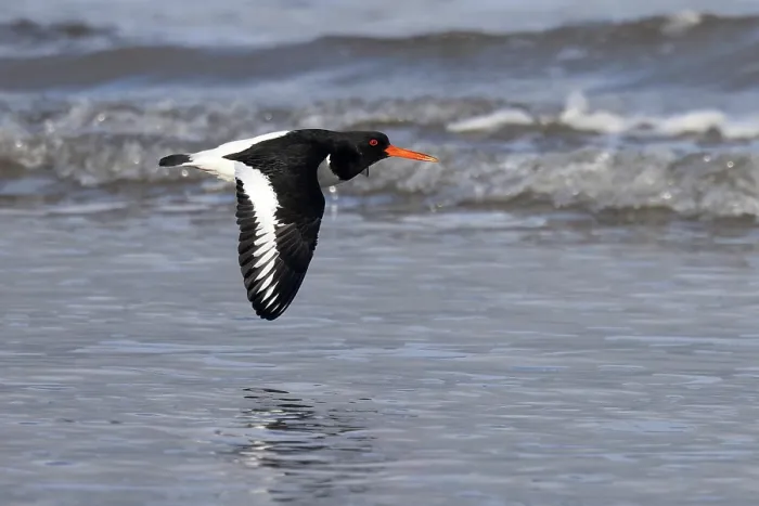 Framed Print : Oystercatcher (Haematopus ostralegus) flying low over water, Norfolk, England, UK. January Framed Print : Oystercatcher (Haematopus ostralegus) flying low over water, Norfolk, England, UK. January