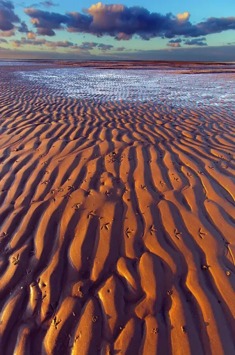 Framed Print : Oystercatcher (Haematopus ostralegus) footprints on sand at low tide, Norfolk, England, UK, November Framed Print : Oystercatcher (Haematopus ostralegus) footprints on sand at low tide, Norfolk, England, UK, November