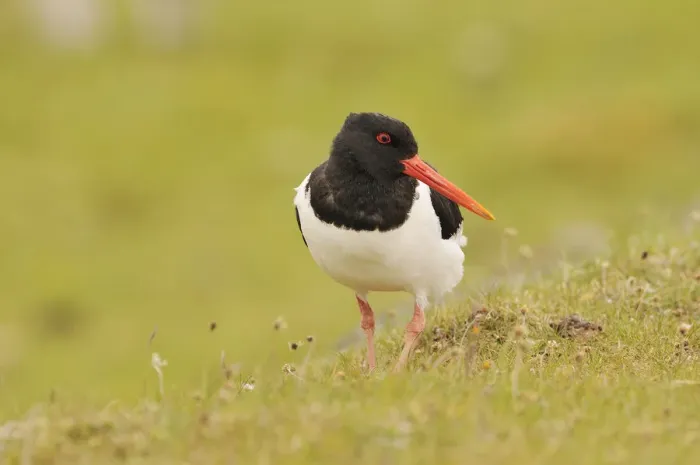 Framed Print : Oystercatcher (Haematopus ostralegus) on machair grassland, Outer Hebrides, Scotland Framed Print : Oystercatcher (Haematopus ostralegus) on machair grassland, Outer Hebrides, Scotland