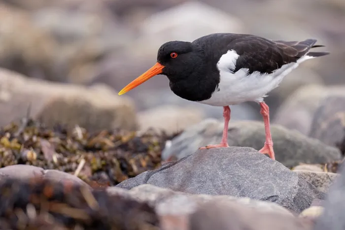 Framed Print : Oystercatcher (Haematopus ostralegus) walking over pebbles on the shore, Varanger Peninsula, Finnmark, Norway. June Framed Print : Oystercatcher (Haematopus ostralegus) walking over pebbles on the shore, Varanger Peninsula, Finnmark, Norway. June