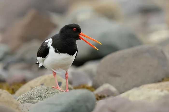 Framed Print : Oystercatcher (Haematopus ostralegus) walking over pebbles on the shore, calling, Varanger, Norway. July Framed Print : Oystercatcher (Haematopus ostralegus) walking over pebbles on the shore, calling, Varanger, Norway. July