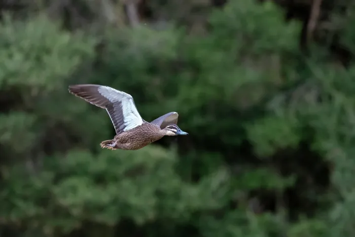 Framed Print : Pacific black duck (Anas superciliosa) in flight, Myuna wetlands, Dovetone, Victoria, Australia Framed Print : Pacific black duck (Anas superciliosa) in flight, Myuna wetlands, Dovetone, Victoria, Australia