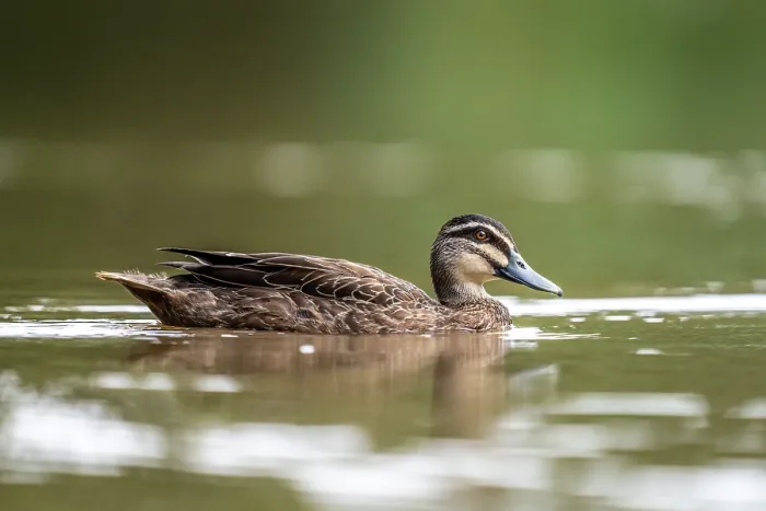 Framed Print : Pacific black duck (Anas superciliosa) on water, Myuna Wetlands, Doveton, Victoria, Australia Framed Print : Pacific black duck (Anas superciliosa) on water, Myuna Wetlands, Doveton, Victoria, Australia