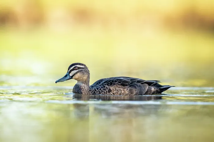 Framed Print : Pacific black duck (Anas superciliosa) on water in evening sunlight, Myuna wetlands, Dovetone, Victoria, Australia Framed Print : Pacific black duck (Anas superciliosa) on water in evening sunlight, Myuna wetlands, Dovetone, Victoria, Australia