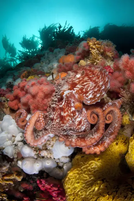 Framed Print : Pacific giant octopus (Enteroctopus dofleini) hunts for food on a colourful reef in Browning Pass Framed Print : Pacific giant octopus (Enteroctopus dofleini) hunts for food on a colourful reef in Browning Pass
