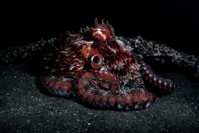 Framed Print : Pacific giant octopus (Enteroctopus dofleini) resting on seabed beside encrusted metal bar, Hokkaido, Japan, Pacific Ocean Framed Print : Pacific giant octopus (Enteroctopus dofleini) resting on seabed beside encrusted metal bar, Hokkaido, Japan, Pacific Ocean