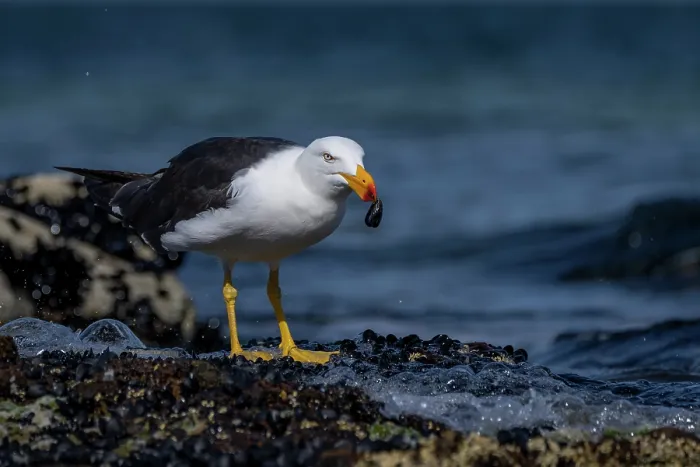 Framed Print : Pacific gull (Larus pacificus) feeding on a mussel on intertidal rocks, Port Philip Bay, Sandringham, Victoria, Australia