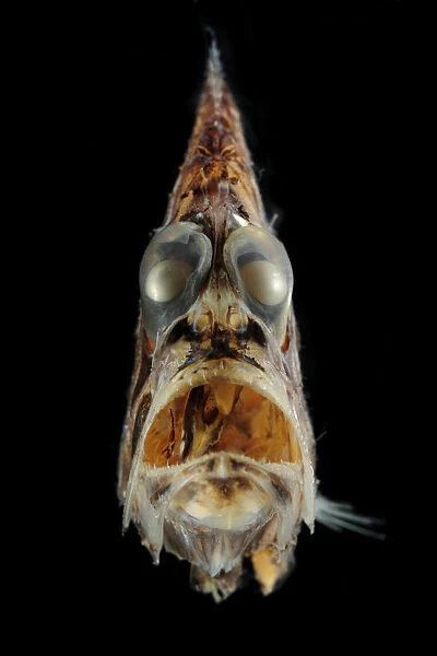 Pacific hatchetfish (Argyropelecus affinis) portrait
