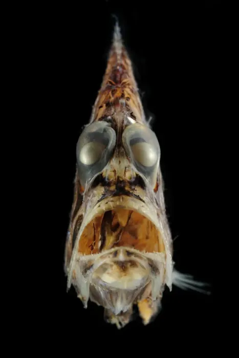 Framed Print : Pacific hatchetfish (Argyropelecus affinis) portrait Framed Print : Pacific hatchetfish (Argyropelecus affinis) portrait