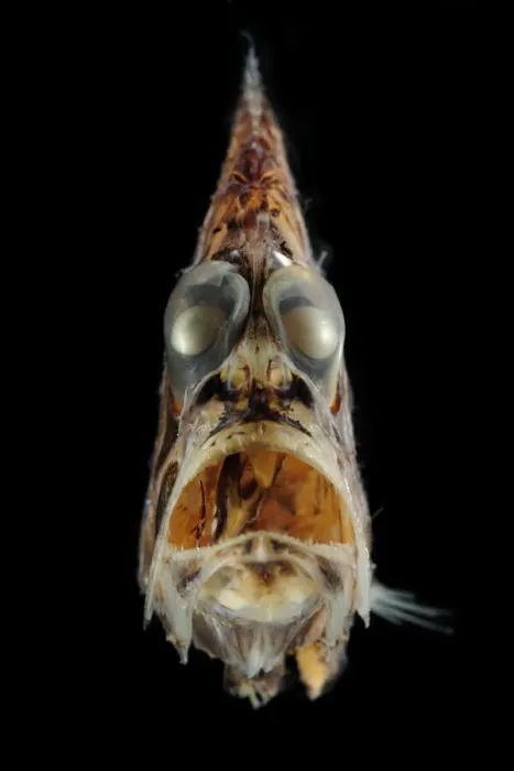 Framed Print : Pacific hatchetfish (Argyropelecus affinis) portrait Framed Print : Pacific hatchetfish (Argyropelecus affinis) portrait
