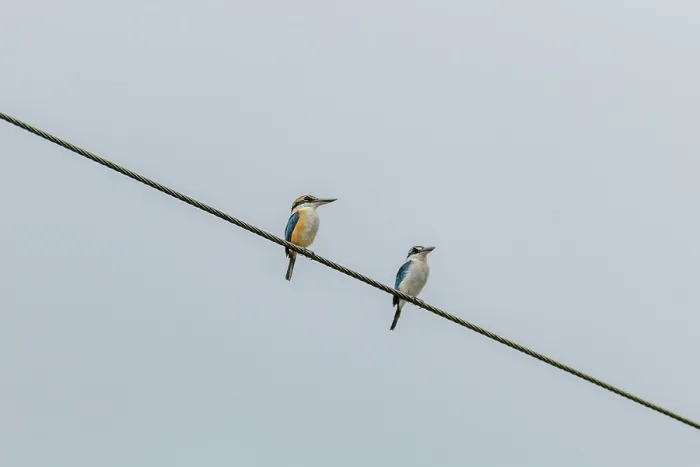 Framed Print : Two Pacific kingfishers (Todiramphus sacer) perched on an electricty cable, Taveuni, Fiji Framed Print : Two Pacific kingfishers (Todiramphus sacer) perched on an electricty cable, Taveuni, Fiji