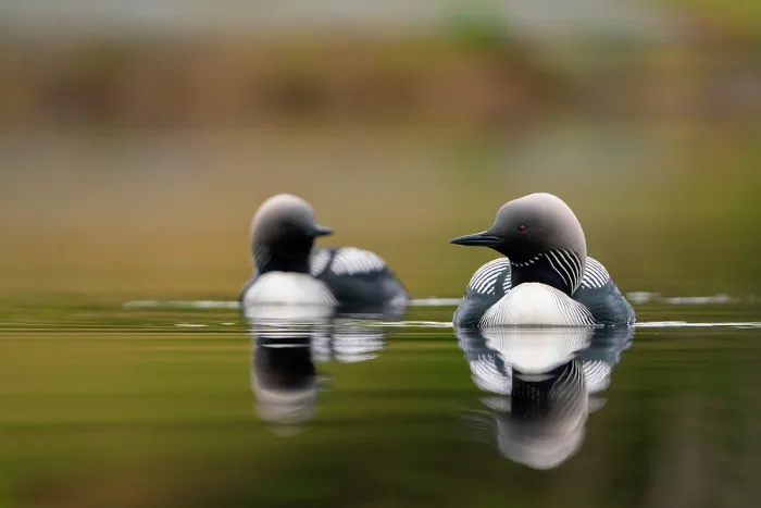 Framed Print : Pacific loons (Gavia pacifica) pair in breeding plumage, on water, Anchorage, Alaska, USA. May Framed Print : Pacific loons (Gavia pacifica) pair in breeding plumage, on water, Anchorage, Alaska, USA. May