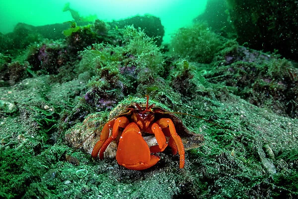 Pacific red hermit crab (Elassochirus gilli) on sea floor, Prince William Sound, Alaska, USA, Pacific Ocean