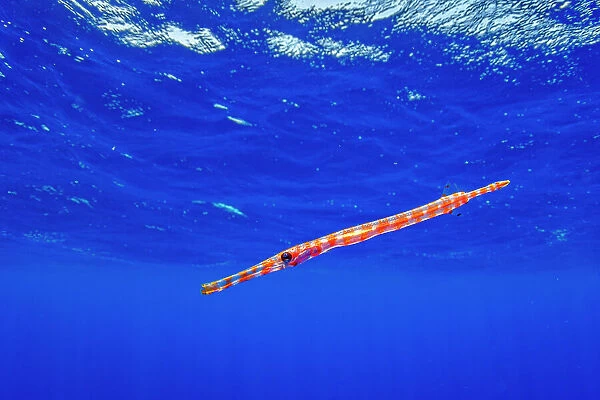 Pacific trumpetfish (Aulostomus chinensis) juvenile swimming near the water surface in the open ocean, Tubuai, French Polynesia, Pacific Ocean