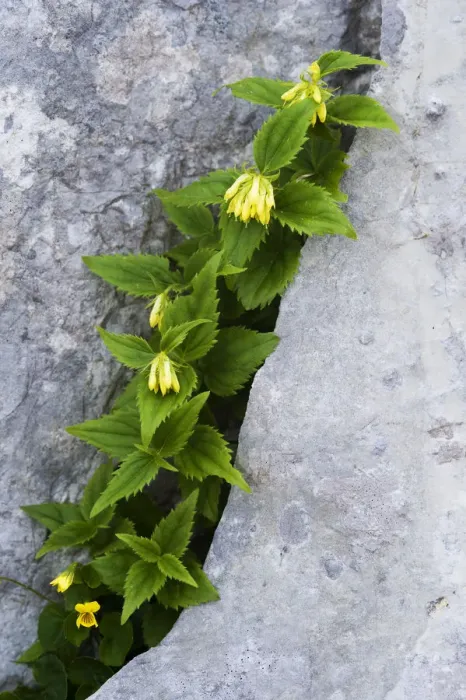 Framed Print : (Paederota lutea) growing in crack in rock, Triglav National Park, Slovenia, July 2009