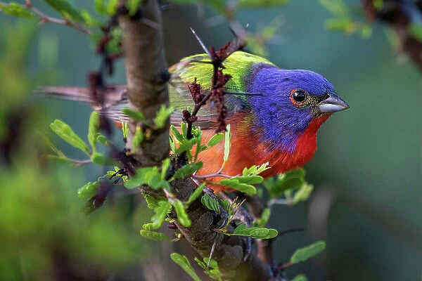 Painted bunting (Passerina ciris) male, perched on branch, Texas, USA. May