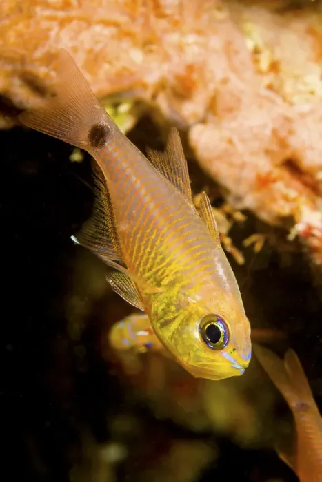 Framed Print : Painted cardinalfish (Archamia fucata) Yap, Micronesia