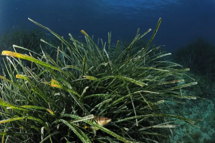 Framed Print : Painted comber (Serranus scriba) amongst Posidonia, Malta, Mediteranean, May 2009 Framed Print : Painted comber (Serranus scriba) amongst Posidonia, Malta, Mediteranean, May 2009