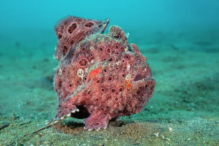Framed Print : Painted frogfish (Antennarius pictus) female, moving across the seabed, North Sulawesi, Indonesia, Lembeh Strait, Molucca Sea Framed Print : Painted frogfish (Antennarius pictus) female, moving across the seabed, North Sulawesi, Indonesia, Lembeh Strait, Molucca Sea