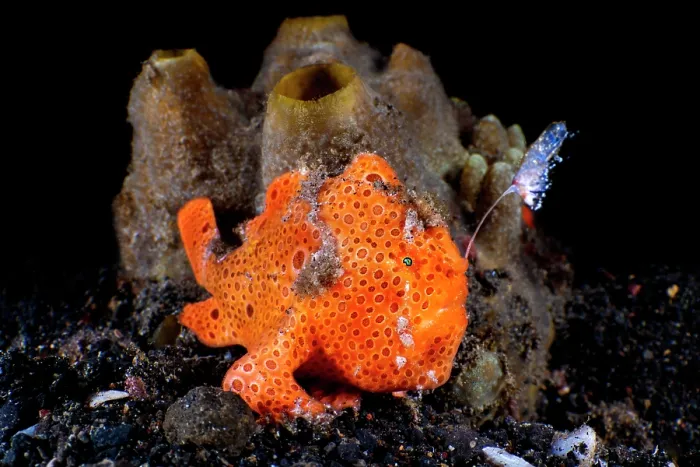 Framed Print : Painted frogfish (Antennarius pictus) hunting on seabed, extending its lure to attract prey, Bitung, North Sulawesi, Indonesia, Lembeh Strait, Molucca Sea Framed Print : Painted frogfish (Antennarius pictus) hunting on seabed, extending its lure to attract prey, Bitung, North Sulawesi, Indonesia, Lembeh Strait, Molucca Sea
