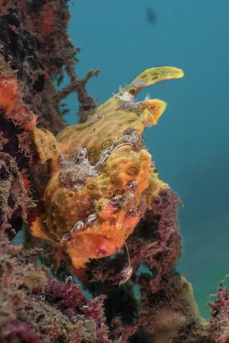 Framed Print : Painted frogfish (Antennarius pictus) waving its lure in an attempt to attract prey, Bali, Pacific Ocean Framed Print : Painted frogfish (Antennarius pictus) waving its lure in an attempt to attract prey, Bali, Pacific Ocean