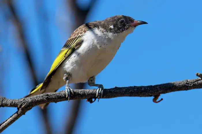 Framed Print : Painted honeyeater (Grantiella picta) perched on branch, Thargomindah, Queensland, Australia