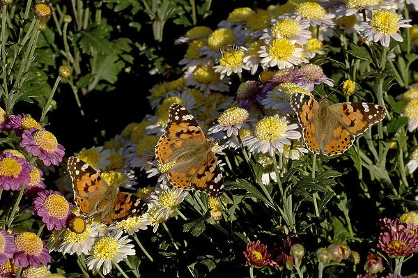 Painted lady butterflies (Vanessa cardui), three nectaring on potted Chrysanthemums