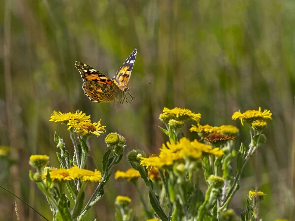 Painted lady butterfly (Cynthia cardui) flying to feed on Fleabane in garden
