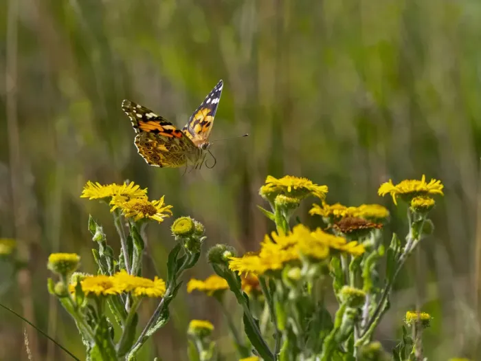 Framed Print : Painted lady butterfly (Cynthia cardui) flying to feed on Fleabane in garden Framed Print : Painted lady butterfly (Cynthia cardui) flying to feed on Fleabane in garden