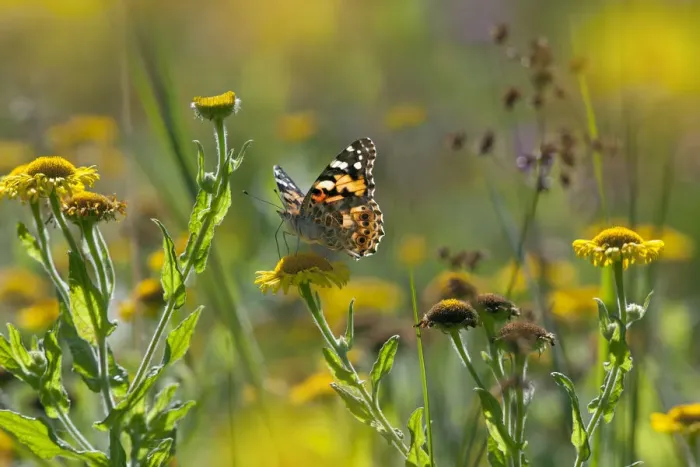 Framed Print : Painted lady butterfly (Cynthia / Vanessa cardui) feeding on Fleabane flower, UK, August Framed Print : Painted lady butterfly (Cynthia / Vanessa cardui) feeding on Fleabane flower, UK, August