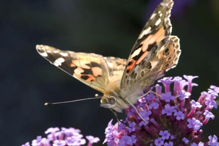 Framed Print : Painted Lady butterfly (Cynthia / Vanessa cardui) feeding on {Verbena bonariensis} flowers Framed Print : Painted Lady butterfly (Cynthia / Vanessa cardui) feeding on {Verbena bonariensis} flowers