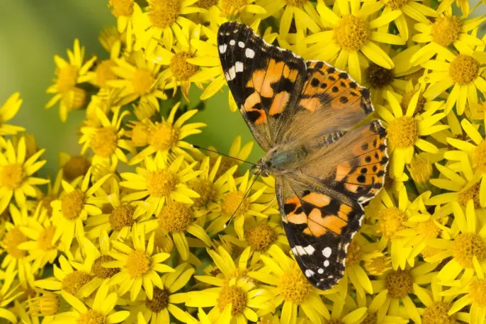 Framed Print : Painted lady butterfly (Vanessa cardu) feeding on Common ragwort (Senecio jacobaea) Framed Print : Painted lady butterfly (Vanessa cardu) feeding on Common ragwort (Senecio jacobaea)