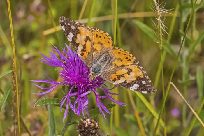 Framed Print : Painted lady butterfly (Vanessa cardui) feeding on knapweed Sutcliffe Park Nature Framed Print : Painted lady butterfly (Vanessa cardui) feeding on knapweed Sutcliffe Park Nature