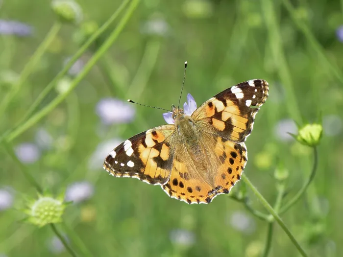 Framed Print : Painted lady butterfly (Vanessa cardui) nectaring on Sweet scabious (Scabiosa atropurpurea) flower on coastal hillside grassland, near Cape Drastis, Corfu, Greece. May Framed Print : Painted lady butterfly (Vanessa cardui) nectaring on Sweet scabious (Scabiosa atropurpurea) flower on coastal hillside grassland, near Cape Drastis, Corfu, Greece. May