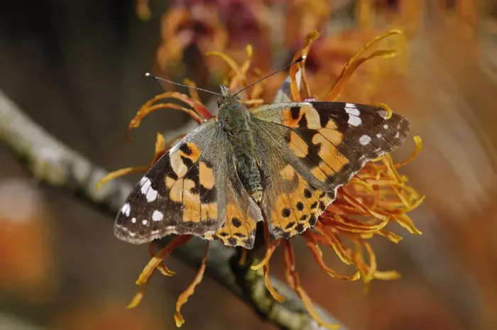 Framed Print : Painted lady butterfly (Vanessa cardui) nectaring on Witch hazel (Hamamelis x intermedia Framed Print : Painted lady butterfly (Vanessa cardui) nectaring on Witch hazel (Hamamelis x intermedia