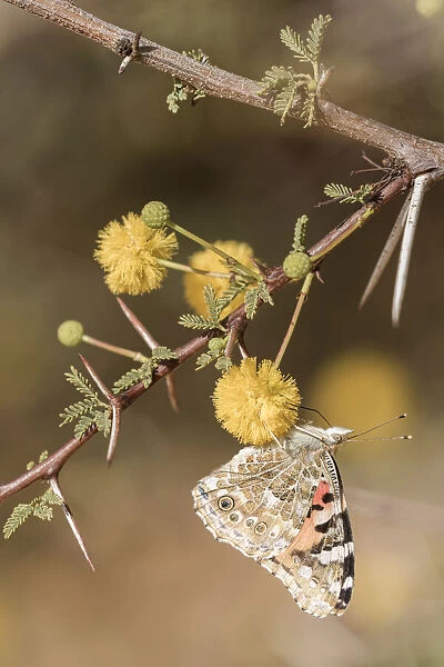 Painted lady (Vanessa cardui) sucking nectar from an acacia flower during spring