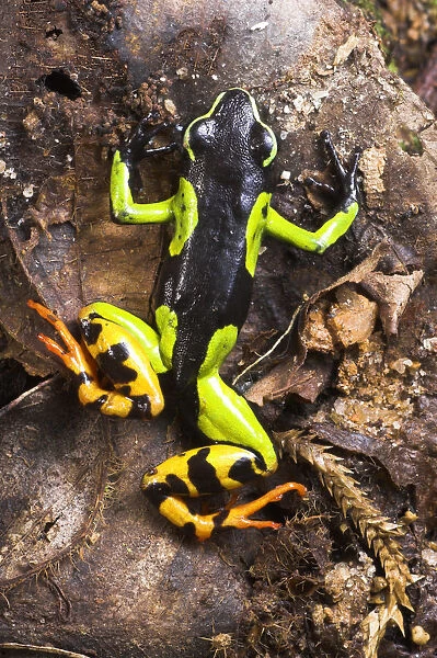 Painted Mantella frog {Mantella madagascariensis} Andasibe-Mantadia National Park