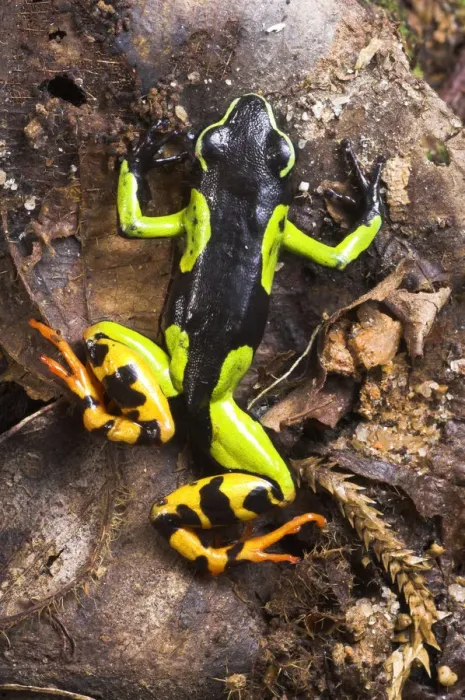 Framed Print : Painted Mantella frog {Mantella madagascariensis} Andasibe-Mantadia National Park Framed Print : Painted Mantella frog {Mantella madagascariensis} Andasibe-Mantadia National Park